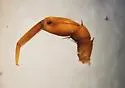 Arenobius manegitus - photo 3