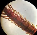 Arenobius manegitus - photo 5