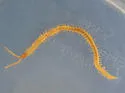 Northern Short-clawed Centipede