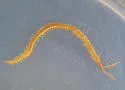 Northern Short-clawed Centipede - photo 2