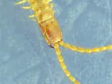 Northern Short-clawed Centipede - photo 3