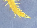 Northern Short-clawed Centipede - photo 4