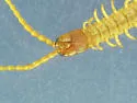 Northern Short-clawed Centipede - photo 5