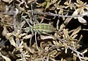 California Thread-leg Katydid