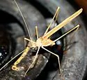 California Thread-leg Katydid - photo 2
