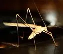 California Thread-leg Katydid - photo 3