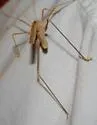 California Thread-leg Katydid - photo 4