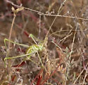 California Thread-leg Katydid - photo 5