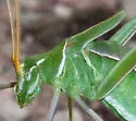 Carita Thread-leg Katydid