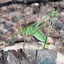 Carita Thread-leg Katydid - photo 2