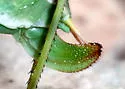 Carita Thread-leg Katydid - photo 3
