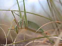 Carita Thread-leg Katydid - photo 4