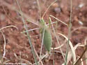 Carita Thread-leg Katydid - photo 5