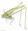 Prairie Thread-leg Katydid