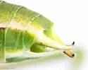 Prairie Thread-leg Katydid - photo 3