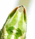 Prairie Thread-leg Katydid - photo 4