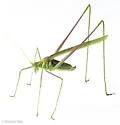 Prairie Thread-leg Katydid - photo 5