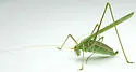 Thin-footed Thread-leg Katydid