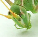 Thin-footed Thread-leg Katydid - photo 2