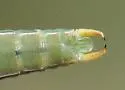 Thin-footed Thread-leg Katydid - photo 3