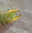 Thin-footed Thread-leg Katydid - photo 4