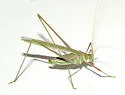 Thin-footed Thread-leg Katydid - photo 5