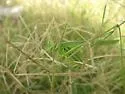 Stilt-walker Katydid