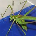 Stilt-walker Katydid - photo 2