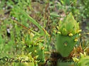 Stilt-walker Katydid - photo 3