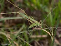 Stilt-walker Katydid - photo 4