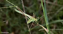 Stilt-walker Katydid - photo 5