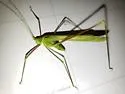 Eastern Thread-leg Katydid