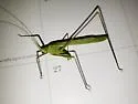 Eastern Thread-leg Katydid - photo 2