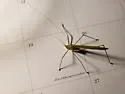 Eastern Thread-leg Katydid - photo 3