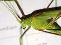 Eastern Thread-leg Katydid - photo 4