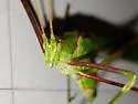 Eastern Thread-leg Katydid - photo 5