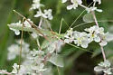 Rio Grande Thread-leg Katydid
