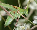 Rio Grande Thread-leg Katydid - photo 2