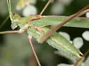 Rio Grande Thread-leg Katydid - photo 4