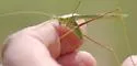 Rio Grande Thread-leg Katydid - photo 5