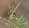 Sellate Thread-leg Katydid