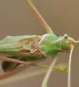 Sellate Thread-leg Katydid - photo 2