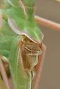 Sellate Thread-leg Katydid - photo 3