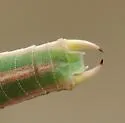 Sellate Thread-leg Katydid - photo 4