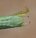 Sellate Thread-leg Katydid - photo 5