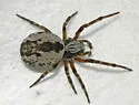 Arethyna coloradensis - photo 2