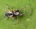 Arethyna coloradensis - photo 3