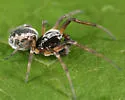 Arethyna coloradensis - photo 4