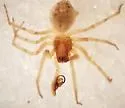 Arethyna personata
