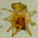 Arethyna secuta